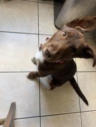 Lost Female Dog last seen Landis st, San Diego, CA 92105