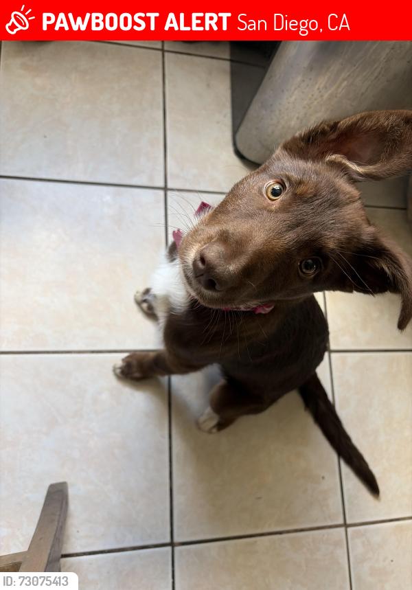 Lost Female Dog last seen Landis st, San Diego, CA 92105