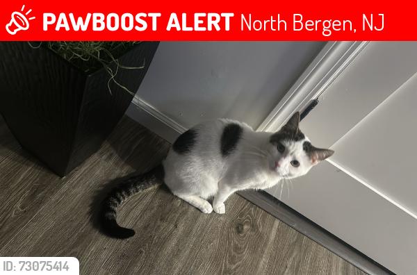 Lost Male Cat last seen 46th streeg, North Bergen, NJ 07047