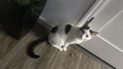 Lost Male Cat last seen 46th streeg, North Bergen, NJ 07047