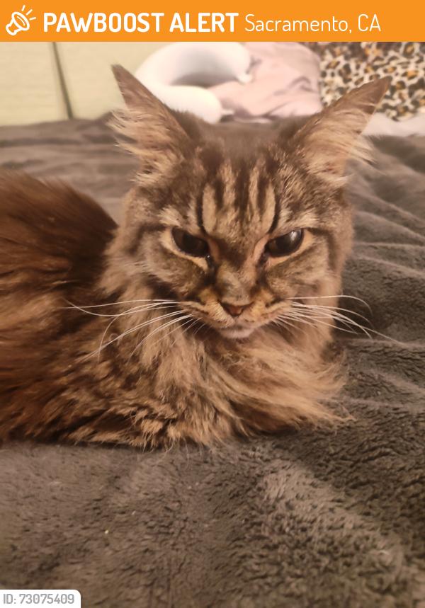 Found/Stray Female Cat last seen Near Santa Anita Park in Arden Arcade (Bell Street/Lloyd Lane area), CA 95825, Sacramento, CA 95825