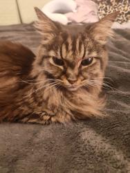 Found/Stray Female Cat last seen Near Santa Anita Park in Arden Arcade (Bell Street/Lloyd Lane area), CA 95825, Sacramento, CA 95825