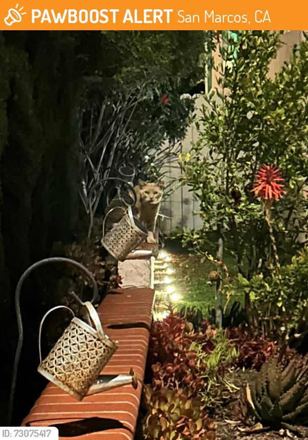 Found/Stray Unknown Cat last seen Las Posas & Corte Loren, San Marcos, CA 92069