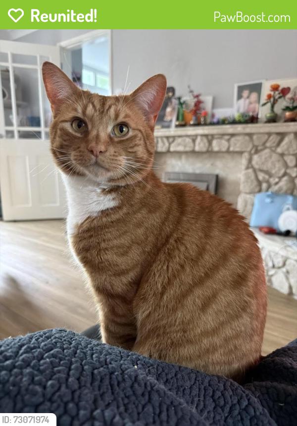 Reunited Male Cat last seen Otter closd, Bettws, Wales NP20