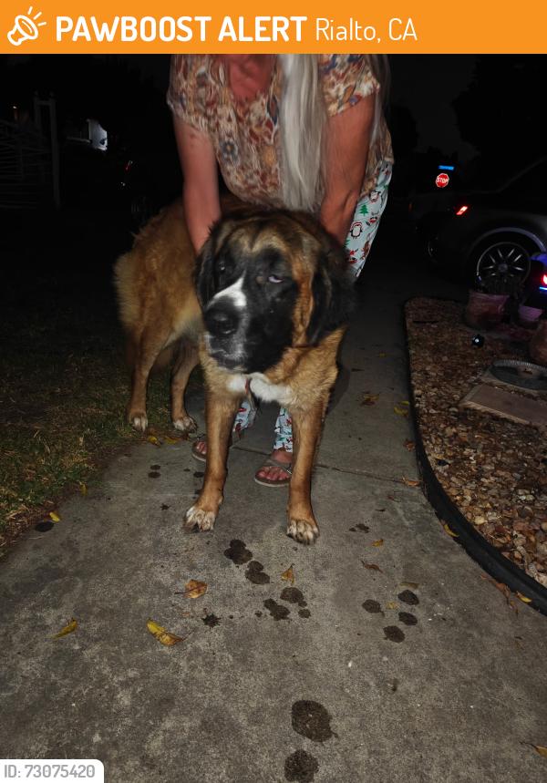 Found/Stray Female Dog last seen Sycamore and E Winchester Dr by Morgan Elementary, Rialto, CA 92376