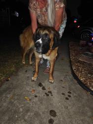 Found/Stray Female Dog last seen Sycamore and E Winchester Dr by Morgan Elementary, Rialto, CA 92376