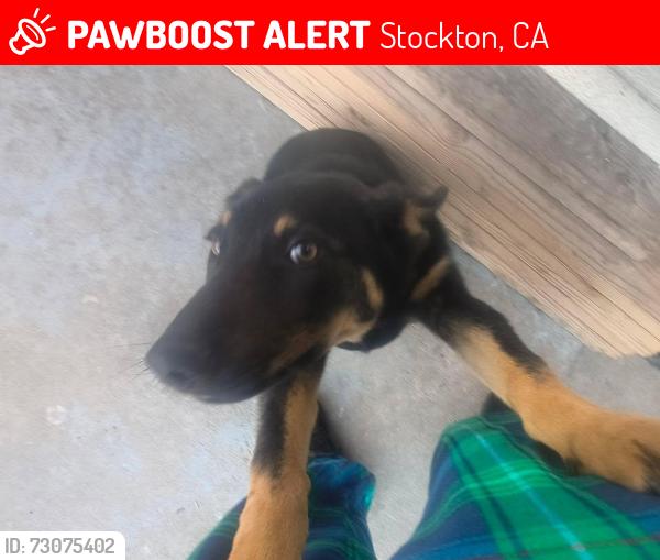 Lost Male Dog last seen Dollar General, August Elementary, Stockton, CA 95205