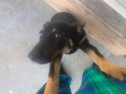 Lost Male Dog last seen Dollar General, August Elementary, Stockton, CA 95205