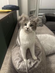 Lost Female Cat last seen Gem heights, Puyallup, WA 98375