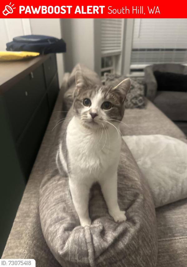 Lost Female Cat last seen Gem heights, Puyallup, WA 98375