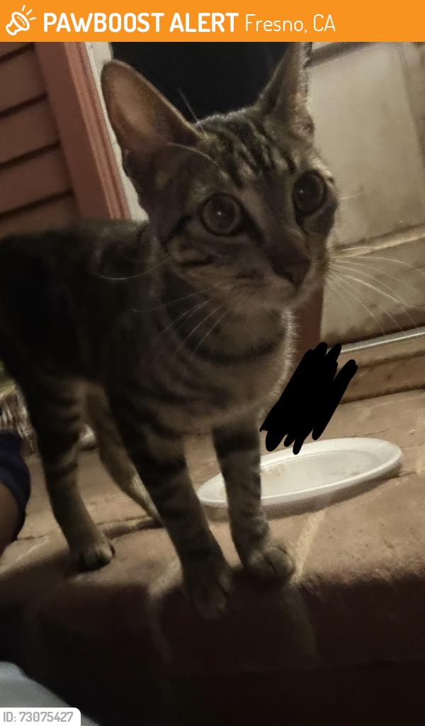 Found/Stray Male Cat last seen Near N Highland Ave, Fresno, CA 93737, Fresno, CA 93737