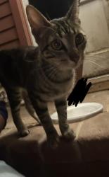 Found/Stray Male Cat last seen Near N Highland Ave, Fresno, CA 93737, Fresno, CA 93737