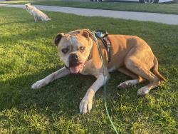 Lost Female Dog last seen Cerritos street, Long Beach, CA 90805