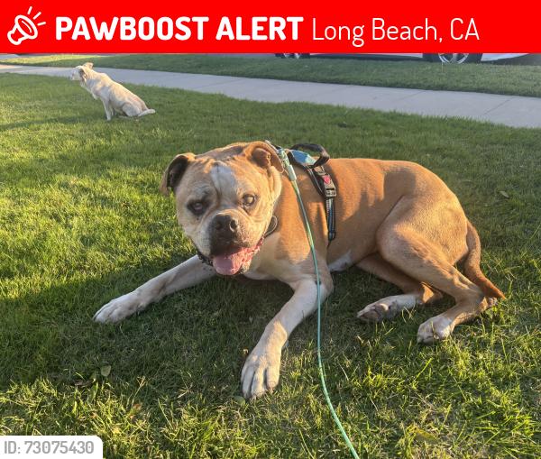 Lost Female Dog last seen Cerritos street, Long Beach, CA 90805