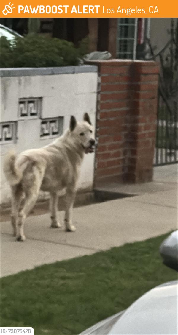 Found/Stray Unknown Dog last seen Dangler and 2nd at, Los Angeles, CA 90022