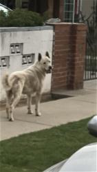 Found/Stray Unknown Dog last seen Dangler and 2nd at, Los Angeles, CA 90022