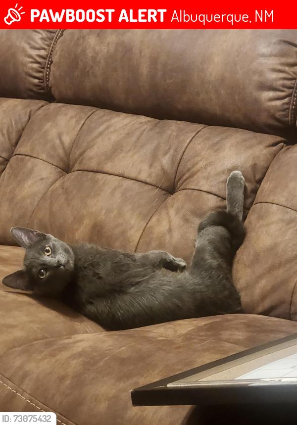 Lost Male Cat last seen Prickly pear st and Paradise, Albuquerque, NM 87114