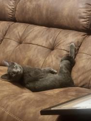 Lost Male Cat last seen Prickly pear st and Paradise, Albuquerque, NM 87114