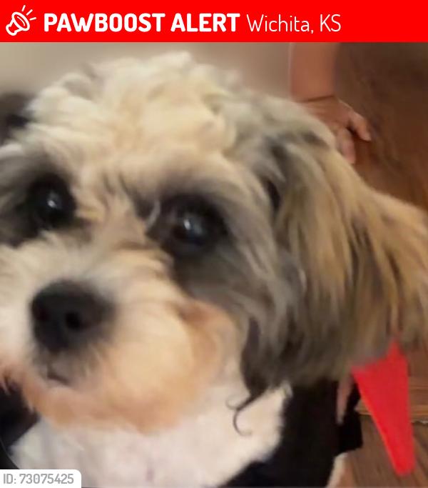 Lost Female Dog last seen Tópeka y Broadway, Wichita, KS 67211