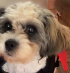 Lost Female Dog last seen Tópeka y Broadway, Wichita, KS 67211