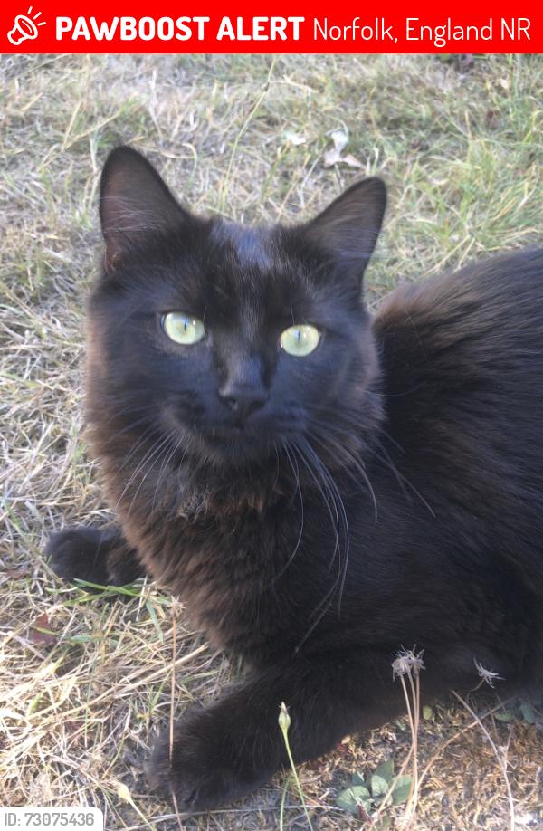 Lost Male Cat last seen Hellesdon St Mary’a Church , Norfolk, England NR6