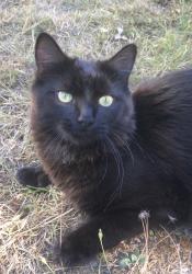 Lost Male Cat last seen Hellesdon St Mary’a Church , Norfolk, England NR6