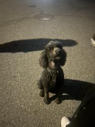 Found/Stray Unknown Dog last seen Cacus St, La Presa, CA 91977