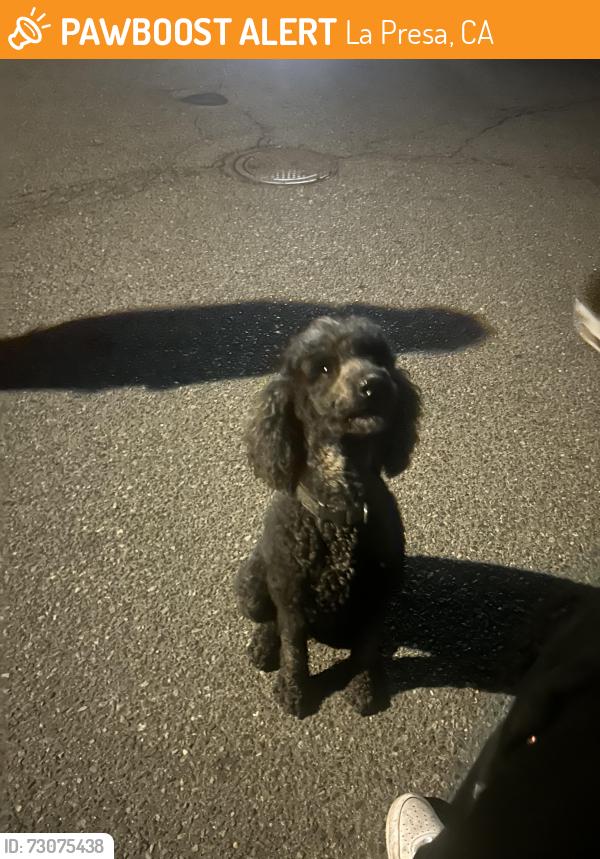 Found/Stray Unknown Dog last seen Cacus St, La Presa, CA 91977