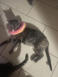 Lost Female Cat last seen Around 9461 oasis avenue Westminster Ca and 9441 oasis avenue Westminster CA, Westminster, CA 92683