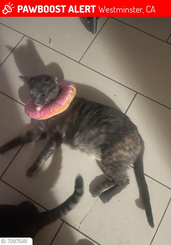 Lost Female Cat last seen Around 9461 oasis avenue Westminster Ca and 9441 oasis avenue Westminster CA, Westminster, CA 92683