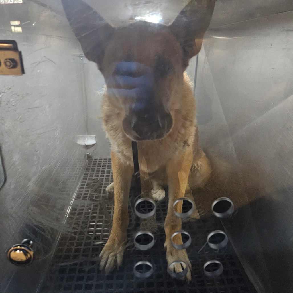 Shelter Stray Female Dog last seen , Animal Care & Control Team of Philly, 111 W Hunting Park Ave, Philadelphia, PA 19140, USA