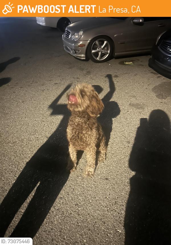 Found/Stray Unknown Dog last seen Cacus St, La Presa, CA 91977
