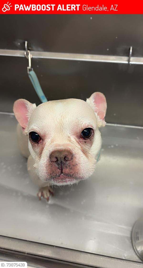 Lost Female Dog last seen Near w Beardsley rd, Glendale, AZ 85308