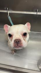 Lost Female Dog last seen Near w Beardsley rd, Glendale, AZ 85308