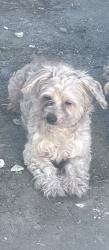 Lost Male Dog last seen Near N J Street, San Bernardino, CA 92411, San Bernardino, CA 92411