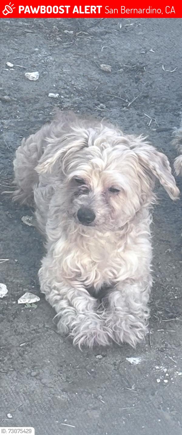 Lost Male Dog last seen Near N J Street, San Bernardino, CA 92411, San Bernardino, CA 92411