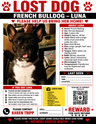 Lost Female Dog last seen Princess Avenue and Euclid Avenue, Camden, NJ 08103