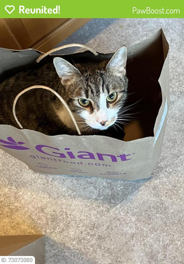 Reunited Male Cat last seen Brad Drive and Bauer Drive , Rockville, MD 20853