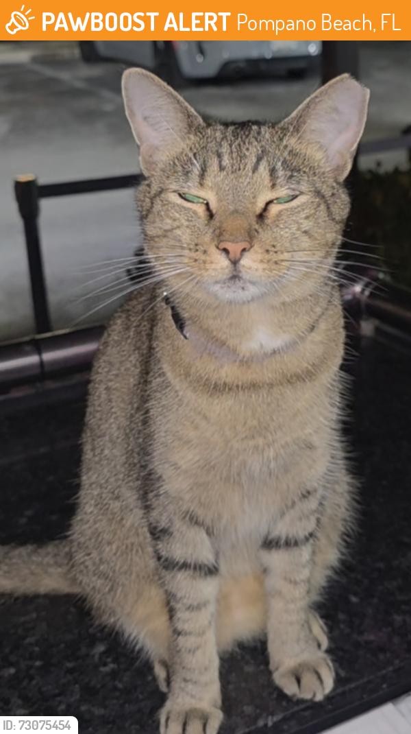 Found/Stray Female Cat last seen Pompano Area, Pompano Beach, FL 33069