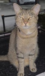 Found/Stray Female Cat last seen Pompano Area, Pompano Beach, FL 33069
