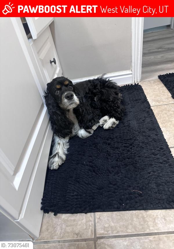 Lost Female Dog last seen Near s by maverick, West Valley City, UT 84118