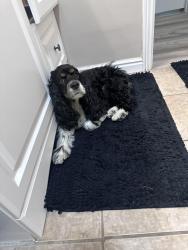 Lost Female Dog last seen Near s by maverick, West Valley City, UT 84118