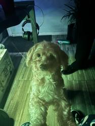 Lost Male Dog last seen La Plaza, San Bernardino, CA 92411