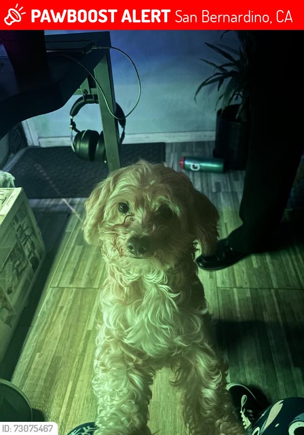 Lost Male Dog last seen La Plaza, San Bernardino, CA 92411