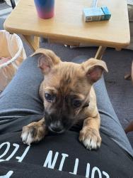 Lost Male Dog last seen Sandy Valley Rd, Hendersonville, TN 37075