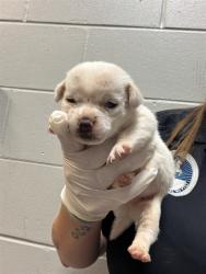 Shelter Stray Male Dog last seen Near BLOCK OGLESBY AVE, 2020 Forest St, Jacksonville, FL 32204, USA