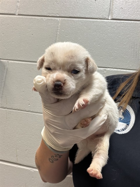 Shelter Stray Male Dog last seen Near BLOCK OGLESBY AVE, 2020 Forest St, Jacksonville, FL 32204, USA