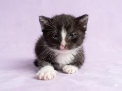 Shelter Stray Male Cat last seen MARRISA CT, 2020 Forest St, Jacksonville, FL 32204, USA
