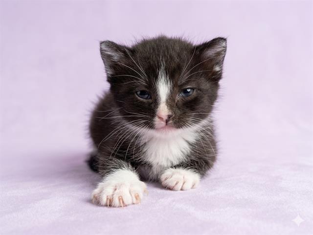 Shelter Stray Male Cat last seen MARRISA CT, 2020 Forest St, Jacksonville, FL 32204, USA