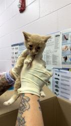 Shelter Stray Female Cat last seen TRINITY CIR, 2020 Forest St, Jacksonville, FL 32204, USA